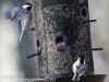 backyard black capped chickadees (1 of 1)