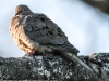 backyard feeder  mourning dove (1 of 1)