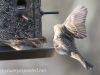backyard sparrow 128 (1 of 1)