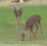 Backyard deer and critters April 2021
