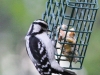 backyard feeders indigo woodpecker (1 of 1).jpg