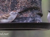 backyard feeders sparrows (1 of 1).jpg