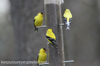 Backyard goldfinches May 6 2015