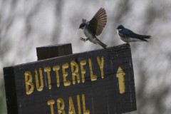 Bald Eagle State park morning walk birds May 16 2020 