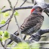 Bald-eagle-State-park-birds-15-of-33