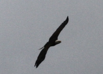 Eagle 431 (1 of 1)
