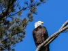 bald eagle -1