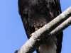 bald eagle -14