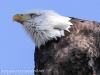 bald eagle -15