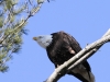 bald eagle -16