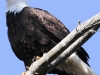 bald eagle -17