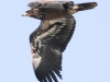 bald eagle -18