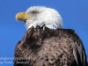 bald eagle -3