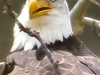 bald eagle 5 (1 of 1).jpg