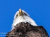 bald eagle -5