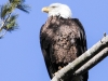 bald eagle -6