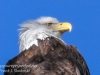 bald eagle -8