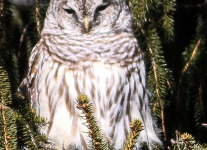 barred owl -1