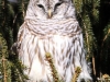 barred owl -3
