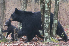Bear and cubs May 22 2020