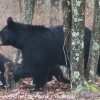 Bear-and-cubs-1-of-38
