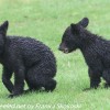 Bear-and-cubs-10-of-38
