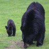 Bear-and-cubs-11-of-38