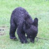 Bear-and-cubs-12-of-38