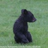 Bear-and-cubs-14-of-38