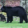 Bear-and-cubs-15-of-38