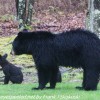 Bear-and-cubs-16-of-38