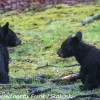 Bear-and-cubs-17-of-38