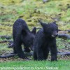 Bear-and-cubs-18-of-38