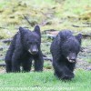 Bear-and-cubs-19-of-38