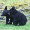 Bear-and-cubs-20-of-38
