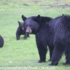 Bear-and-cubs-5-of-38