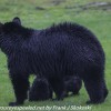 Bear-and-cubs-6-of-38