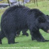 Bear-and-cubs-9-of-38