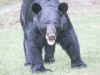 Bear 017 (1 of 1)
