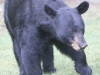 Bear 021 (1 of 1)