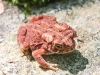 Bear Creek  toad  062 (1 of 1)