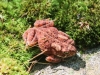 Bear Creek  toad (1 of 1)