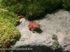 Bear Creek  toad 62 (1 of 1)
