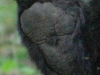 bear  paw (1 of 1).jpg