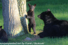 Bears in Backyard June 19 2020