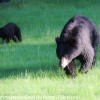Bears-20-of-30