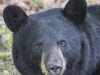 bear -2