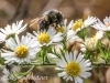 macro hike bee (1 of 1)