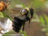 macro hike bee 161 (1 of 1)
