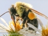 macro hike bee  164 - (1 of 1)